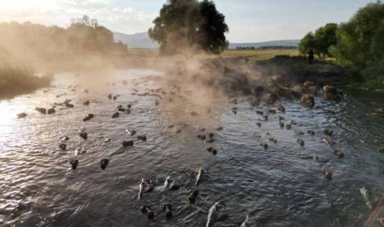 Erciyes eteklerinde “Manda” hamamı – Son Dakika Türkiye Haberleri