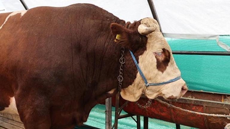 Doğcilar'daki en büyük fedakarlık, 1 tonluk 150 pound haline geldi
