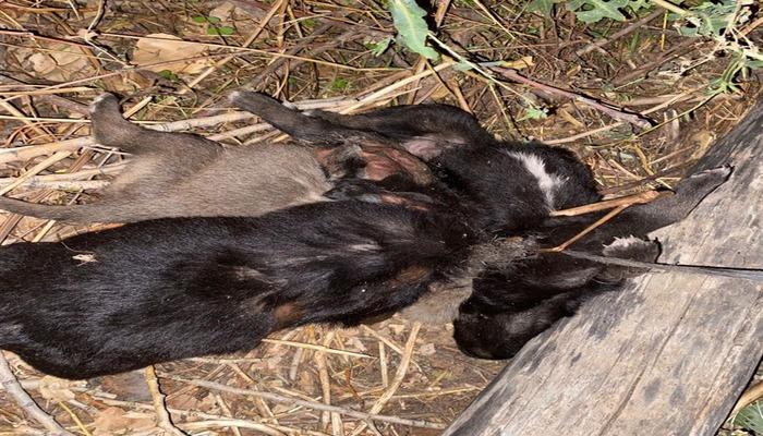 Tokat’ta vahşet! 3 yavru köpek birbirlerine iple bağlanarak boğulmuş halde bulundu