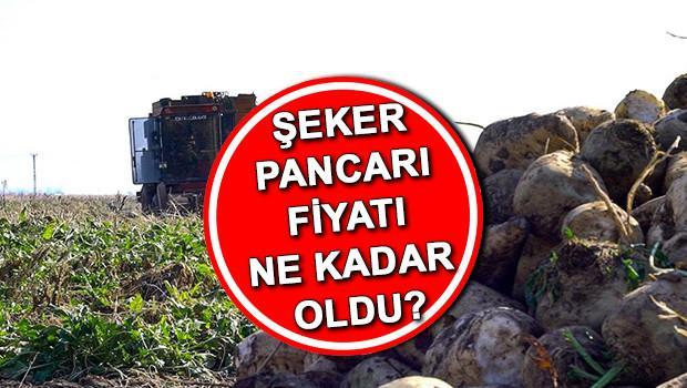 Şeker pancarı fiyatı 2025 son dakika | Şeker pancarı alım fiyatı ne kadar oldu, 1 ton şeker pancarı kaç TL? Tarım ve Orman Bakanlığı duyurdu!