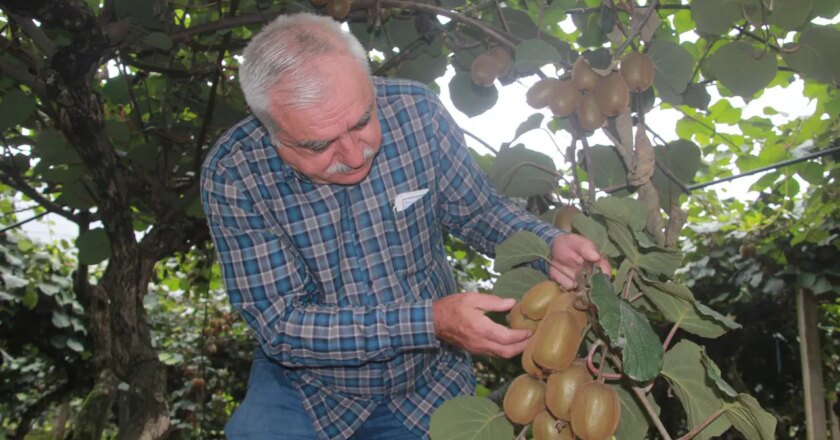 Hasadı yaklaşırken tescilli lezzette rekolte yarıya düştü… – Son Dakika Yaşam Haberleri